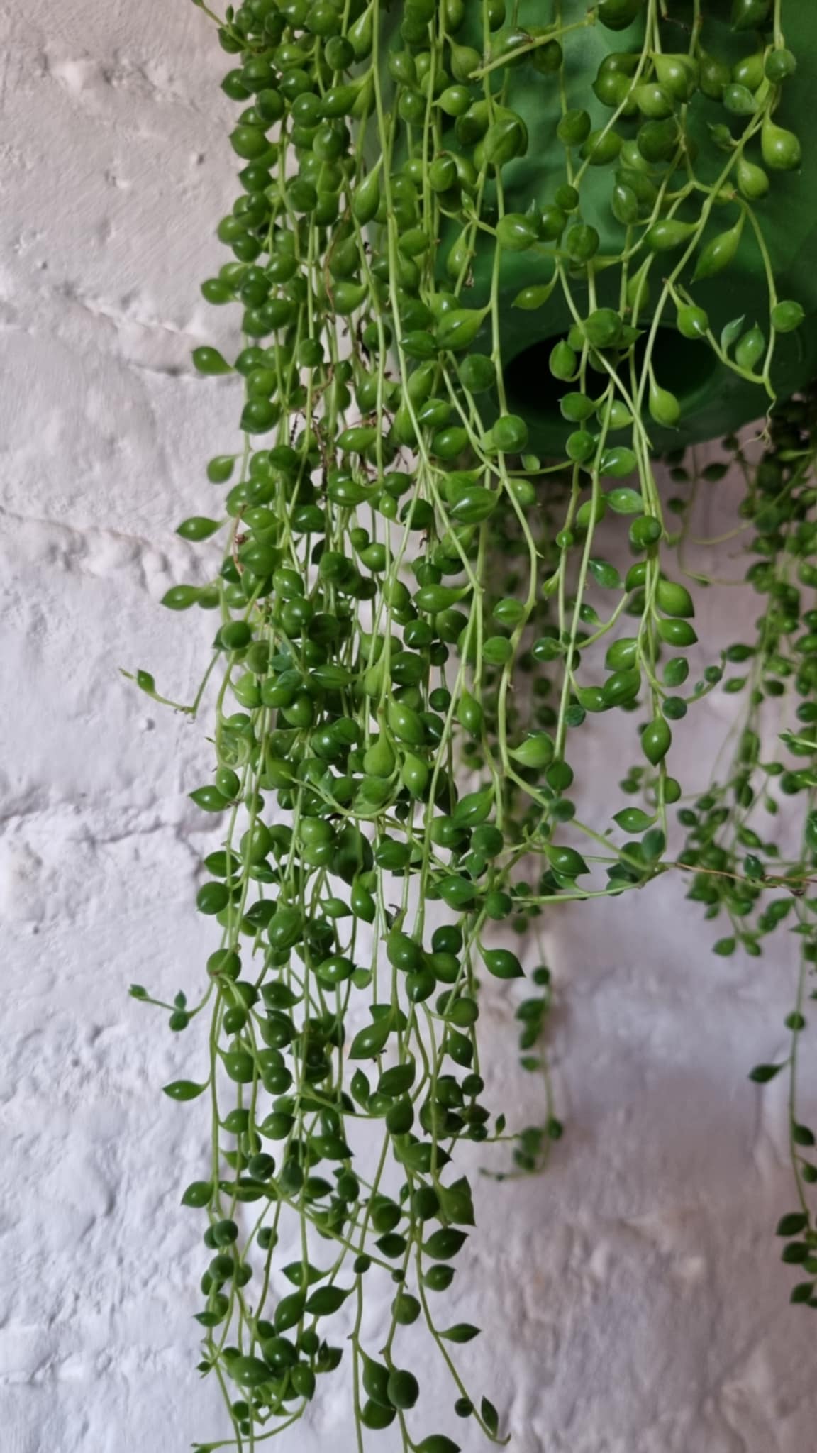 Erwtenplant